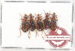 Scientific lot no. 282A Carabidae (5 pcs A-, A2)