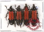 Scientific lot no. 1BC Cerambycidae (Erythrus spp.) (4 pcs A2)
