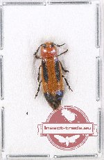 Tenerus sp. 13