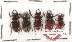 Scientific lot no. 19 Lucanidae (5 pcs A2)