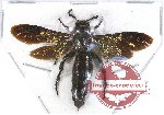 Scientific lot no. 210 Hymenoptera (Scoliidae) (1 female A-)