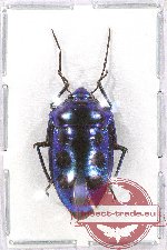 Scutellarinae sp. 45 (A2)