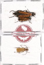 Scientific lot no. 10B Meloidae (3 pcs - 2 pcs A2)