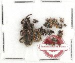 Scientific lot no. 397 Curculionidae (33 pcs)