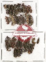 Scientific lot no. 353A Curculionidae (36 pcs)