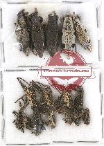 Scientific lot no. 374 Curculionidae (16 pcs)