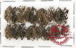 Scientific lot no. 350A Curculionidae (20 pcs)