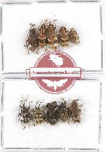 Scientific lot no. 356A Curculionidae (10 pcs)