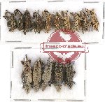 Scientific lot no. 347A Curculionidae (15 pcs)