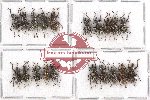 Scientific lot no. 341A Curculionidae (20 pcs)