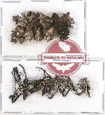 Scientific lot no. 342A Curculionidae (15 pcs)