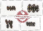 Scientific lot no. 62 Erotylidae (16 pcs)