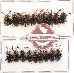 Scientific lot no. 38 Endomychidae (19 pcs)