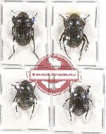 Scientific lot no. 200A Tenebrionidae (4 pcs - 1 pc A2)