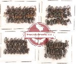 Scientific lot no. 8 (Onthophagini) (81 pcs)