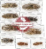 Scientific lot no. 89B Elateridae (9 pcs)