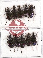 Scientific lot no. 284A Carabidae (10 pcs A-, A2)