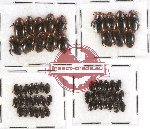 Scientific lot no. 44 Dytiscidae (57 pcs)