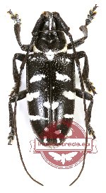 Agnia eximia (male A1, female A2)