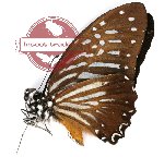 Graphium macareus ssp. xanthosoma (A-)