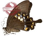 Papilio fuscus ssp. fuscus (2 pcs A-)