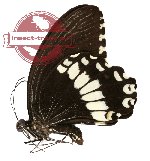 Papilio alphenor ssp. alphenor