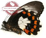 Papilio aegeus ssp. keianus (A-)
