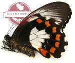 Papilio aegeus ssp. keianus (A2)