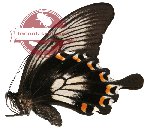 Papilio ascalaphus ssp. ascalaphus (AA-)