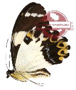 Papilio euchenor ssp. euchenor (A2B)