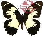Papilio euchenor ssp. euchenor (A-)
