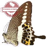 Papilio demolion demolion (A2)
