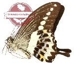 Papilio demolion demolion (A2)