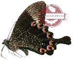 Papilio paris gedeensis (A-)