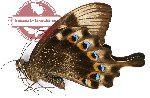 Papilio lorquinianus gelia