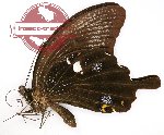 Papilio sataspes artaphernes (A-)