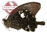 Papilio sataspes artaphernes (A-)