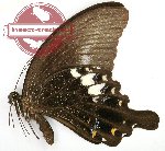 Papilio fuscus taliabona (A2)