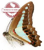 Graphium monticolus textrix (A-)