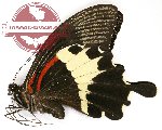 Papilio diophantus (A2)
