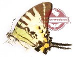 Graphium euphrates ornatus (A-)