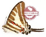 Graphium aristeus parmatus (A-)