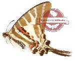 Graphium aristeus parmatus (A2)