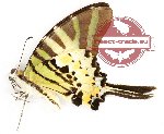 Graphium antiphates balius