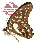 Graphium eurypylus pauli (10 pcs)