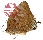 Arhopala araxes (A-)