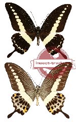 Papilio demolion