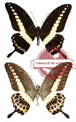 Papilio demolion (A-)
