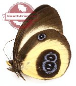 Taenaris bioculatus bioculatus (A-)