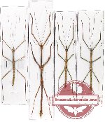 Scientific lot no. 4A Phasmidae (4 pcs - 3 pcs A-)